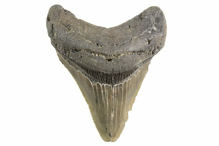 Serrated, Fossil Megalodon Tooth - South Carolina #321341